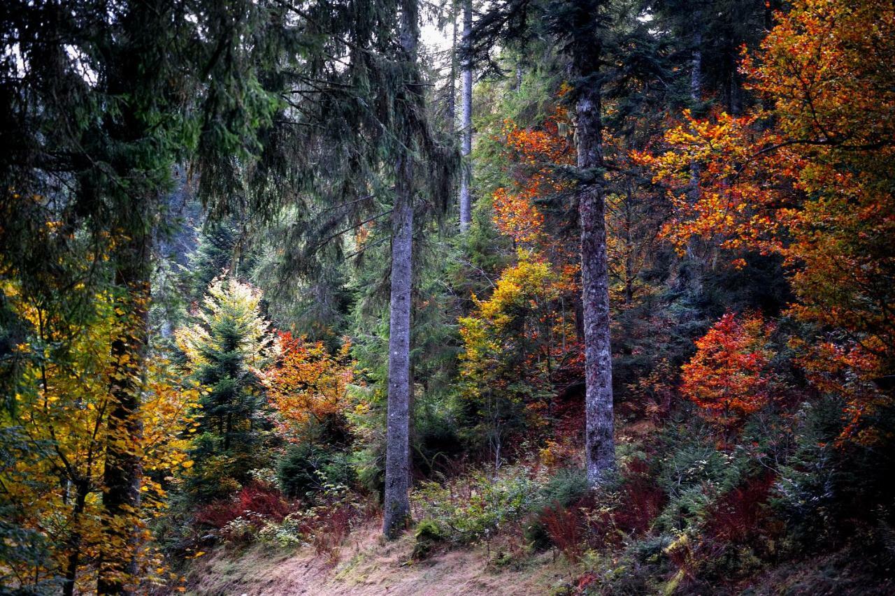 C4 Albmatte-Fewo Sauna, Hallenbad Aussenbecken Massagen Nebenan Menzenschwand-Hinterdorf Eksteriør bilde