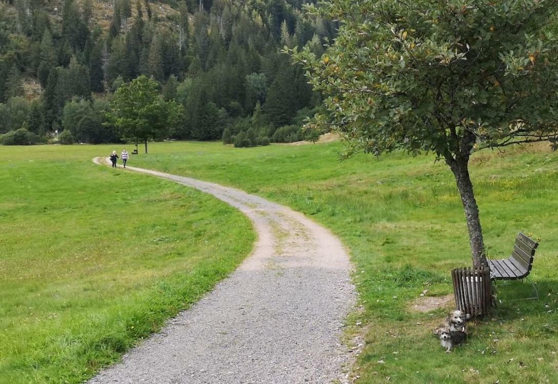 C4 Albmatte-Fewo Sauna, Hallenbad Aussenbecken Massagen Nebenan Menzenschwand-Hinterdorf Eksteriør bilde